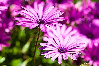 《彩虹六号 围攻》联动《细胞分裂》 鱼叔经典皮肤上线